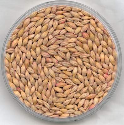 Barley side effects